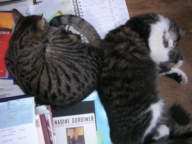 Anya and Mozart supervising the writing of my PhD thesis on Nadine Gordimer