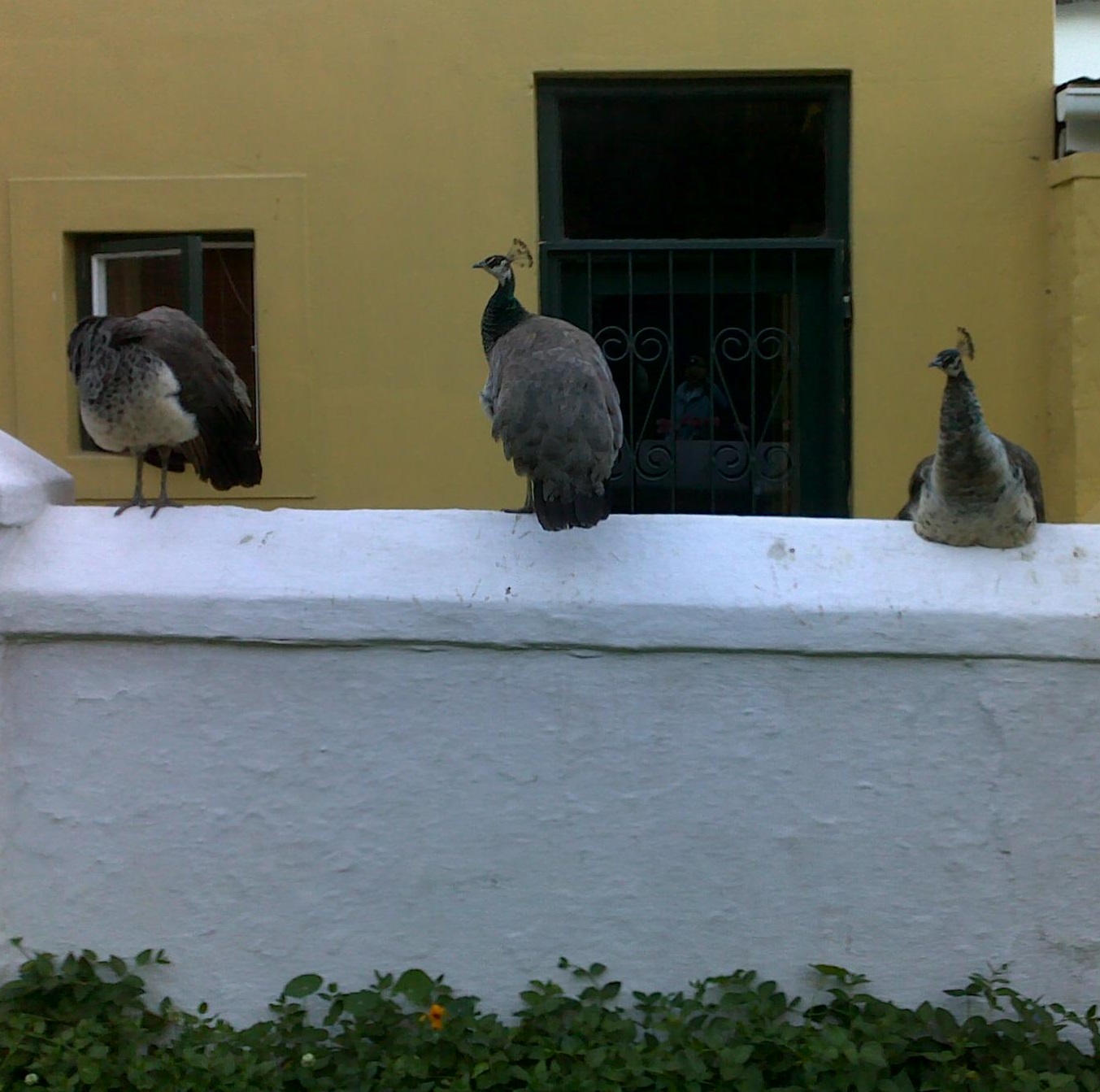 peahens