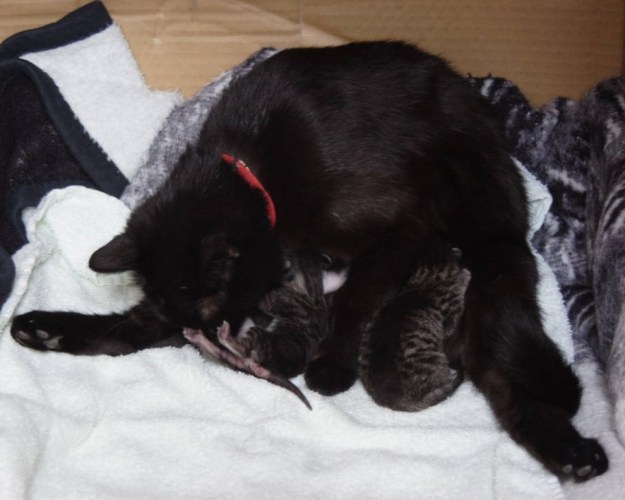 Glinka and her kittens