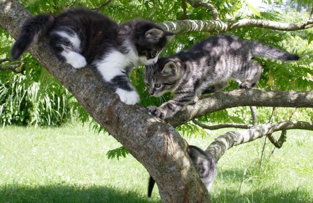 Mozart and his sisters